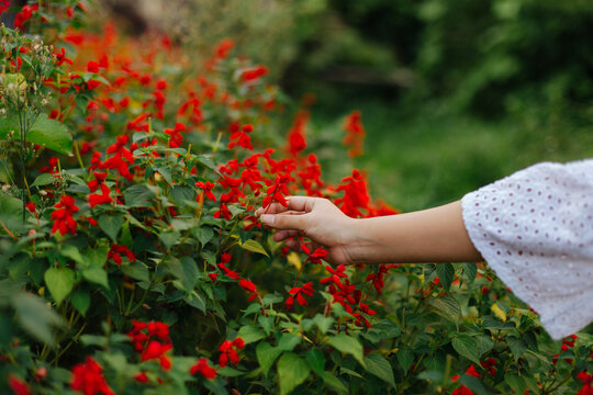 A woman's hand gently touching a red flower