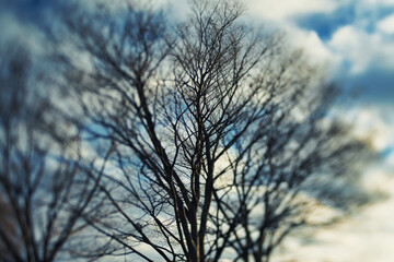 Obraz premium Tokyo,Japan - December 7, 2021: Blurred Leafless zelkova tree in a park 