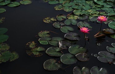 Closeup of perfume lotus
