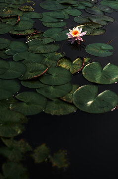 Closeup of perfume lotus