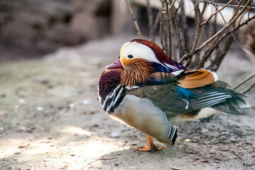 Mandarin duck sits on a stone in the park. Colorful wild bird.