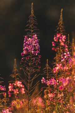 Fireweed