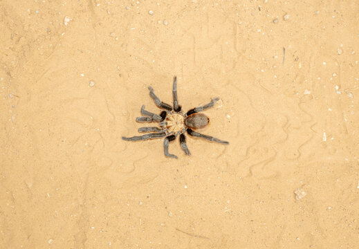 Large Creepy Tarantula Spider