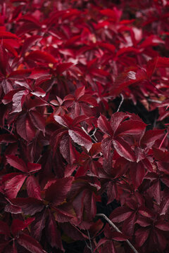 close-up of red Virginia creeper's leaves