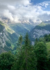 Fototapeta na wymiar Trees, mountain air, Switzerland 
