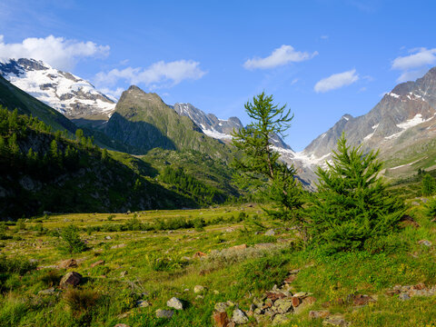 Alpine meadow at L&ouml;schental valley