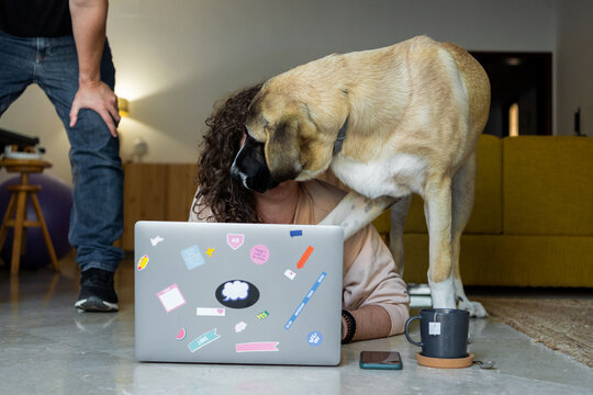 Intruder dog at home