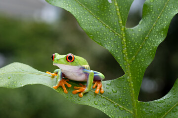 green tree frog