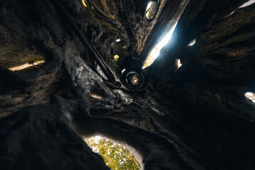 A lush green forest landscape with a dramatic hollow tree.