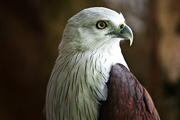 close up of a eagle
