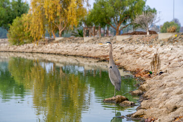 Great blue heron (Ardea cinerea) stands on the shore of Lake Elizabeth in Fremont Central Park