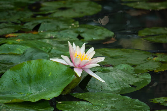Water lily flowers