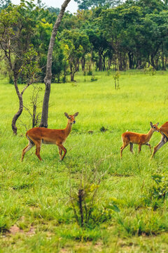 Shai Hills, Greater Accra Region, Ghana. Beautiful and panoramic view of natural landscape in a public park in Ghana with an antelope watching at camera.