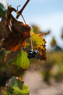 Grapes growing on tree with dry leaves