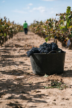Black bucket with grapes in vineyard