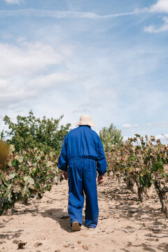 Anonymous farmer walking in vineyard