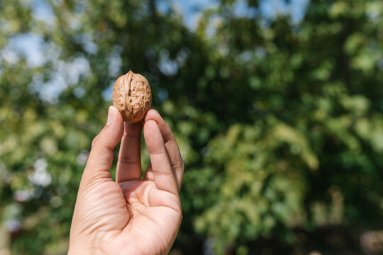 Unrecognizable person with walnut in countryside