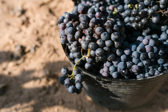 Bunch of blue grapes in bucket