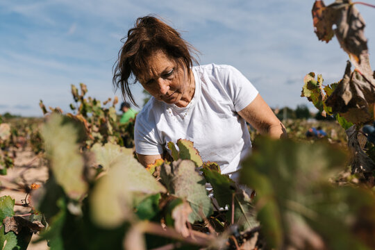 Mature woman picking grapes in vineyard