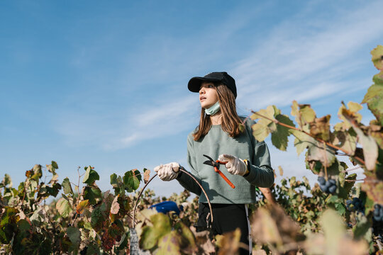 Woman with secateurs in vineyard