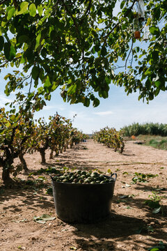 Harvested walnut in garden with shrubs