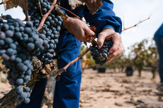 Gardener cutting grapes from tree