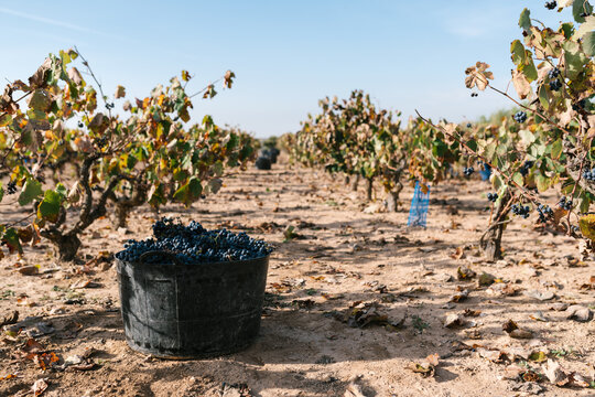 Bucket of grapes in vineyard with bushes