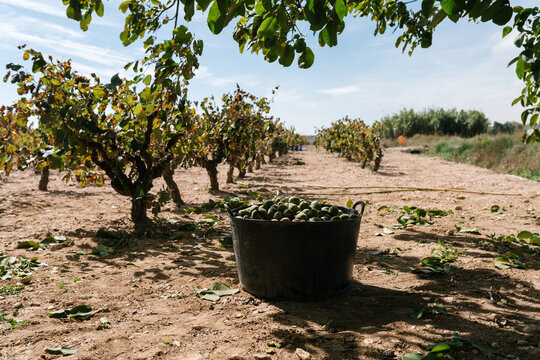 Basket with walnuts on agricultural plantation