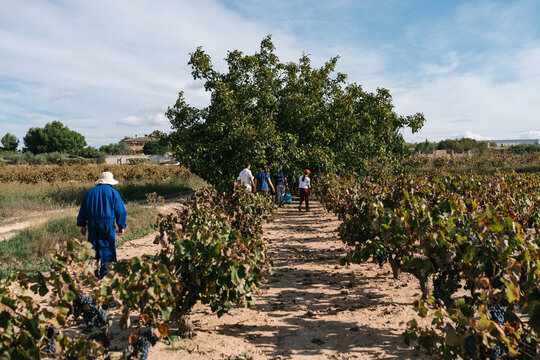 Group of people picking grapes