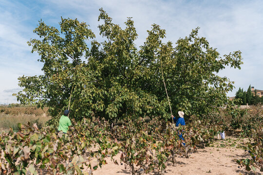 Unrecognizable people collecting walnuts from tree