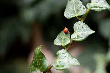The Coccinellidae ladybug sits on ivy leaves in the garden. Dark background. Front view. © Anastasiia