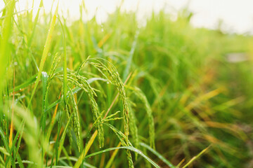 Rice plants nearing the harvesting season of farmers