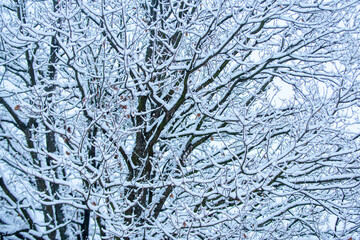 Snow covered branch against snowy background. Tree branch in snow. Frozen tree branches in winter.
