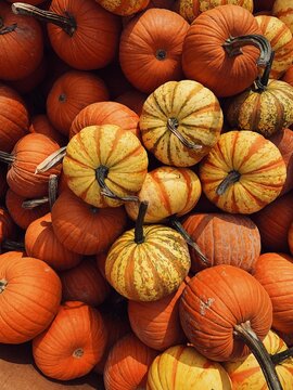 yellow and orange pumpkins