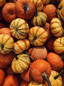 yellow and orange pumpkins