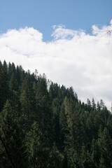 Mountain landscape, fir forest and blue sky.