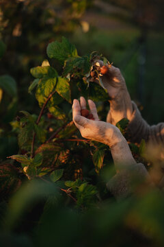 Elderly Hands Picking Raspberries In Garden On Sunset