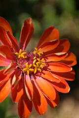 Delicate red flower in macro