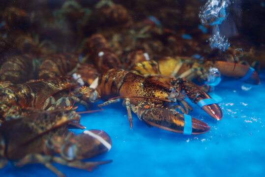 Fresh seafood lobster