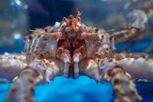 king crab
