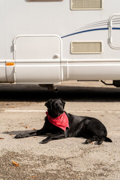 Portrait of cute dog laying down in front of motorhome
