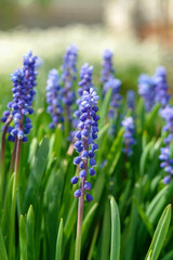 Fototapeta premium Blue flowers of Muscari armeniacum (Armenian grape-hyacinth) in the garden, close-up, selective focus