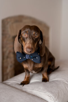 Stylish Dachshund dog with the papillon