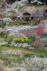 Fototapeta na wymiar 満開の枝垂れ桃の花が咲く山里