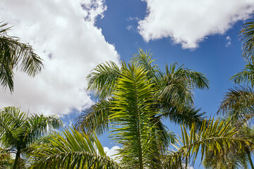 Fototapeta na wymiar island palm trees Exotic landscape tropics summer