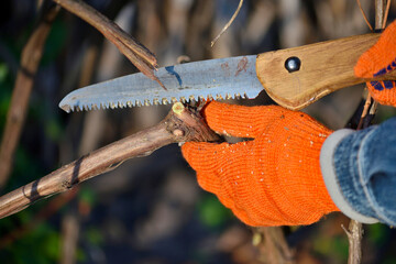 The gardener makes the pruning of a grape bush. Gardener's hands with a hand saw close up. Work in...