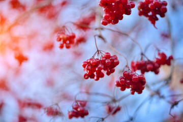 Viburnum ordinary. Viburnum branches with red berries against a blue sky in late autumn on a sunny day.
