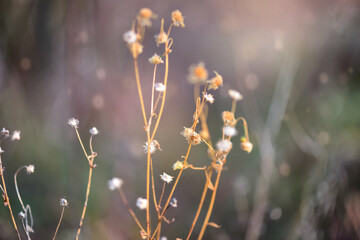 Autumn background with dry plants. Selective focus.