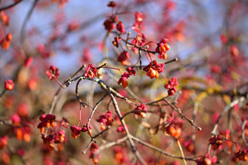 Picturesque autumn background with spindle tree (Euonymus europaeus)
