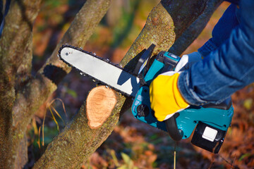 A gardener pruns trees with a lightweight cordless chain saw. Work in the autumn garden.